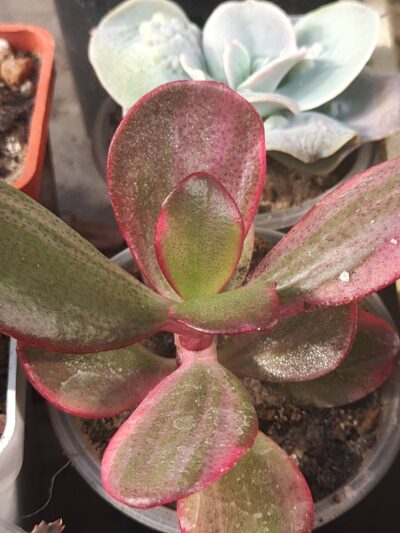 Crassula ovata Sunset