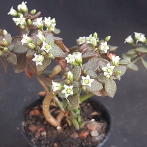 Crassula Volkensii