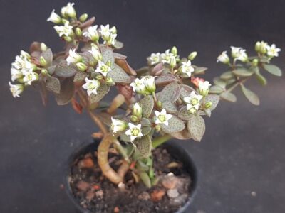 Crassula Volkensii