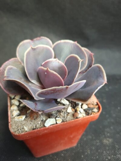 Echeveria Sunset Donetsk