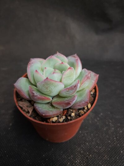 Echeveria pulidonis x laui