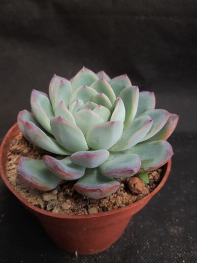 Echeveria pulidonis x laui