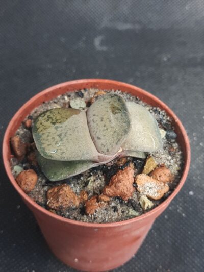Gasteria brachyphylla var. bayeri