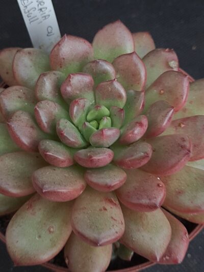 Graptoveria cv Bushfull