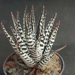 Haworthia Attenuata 'Superwhite'