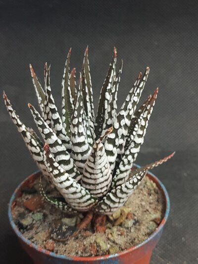 Haworthia Attenuata 'Superwhite'