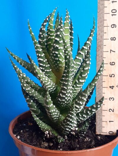 Haworthia attenuata - Зображення 2