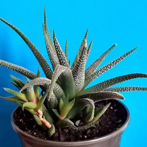 Haworthia fasciata