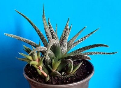 Haworthia fasciata