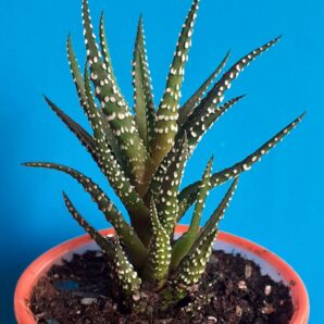 Haworthia attenuata