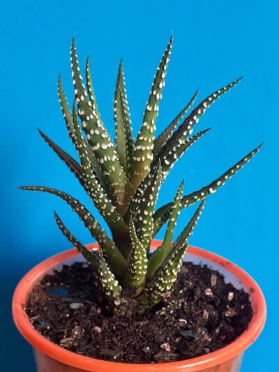 Haworthia attenuata