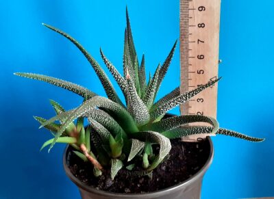 Haworthia fasciata - Зображення 2