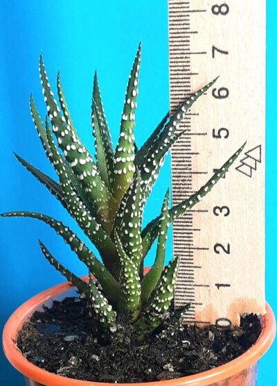 Haworthia attenuata - Зображення 2