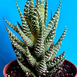Haworthia attenuata