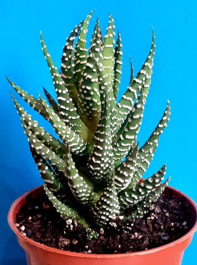 Haworthia attenuata