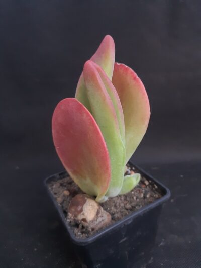 Kalanchoe thyrsiflora Baby finger