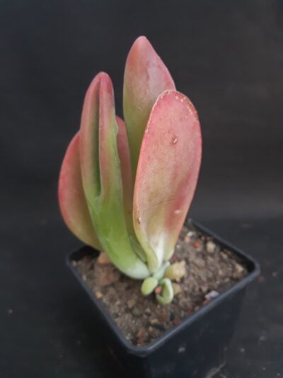 Kalanchoe thyrsiflora Baby finger - Зображення 2