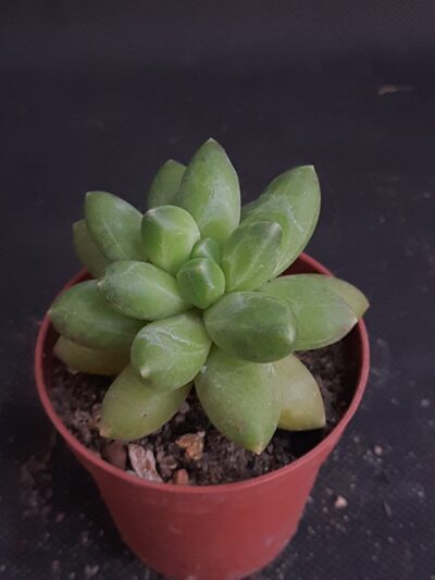 Pachyphytum compactum