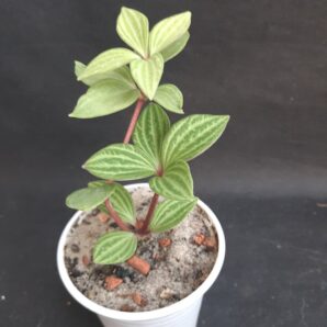 Peperomia tetragona puteolata