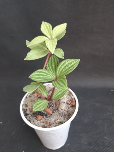 Peperomia tetragona puteolata