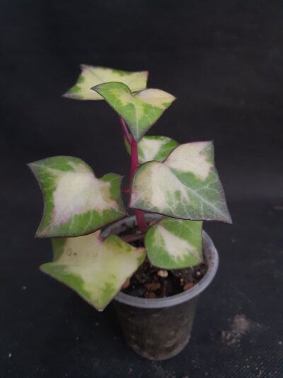 Senecio macroglossus var.