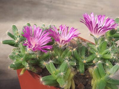 Trichodiadema densum