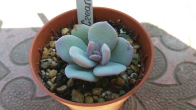 Echeveria "CREAM TEA" - Зображення 3