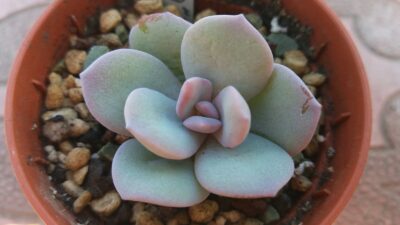 Echeveria "CREAM TEA"