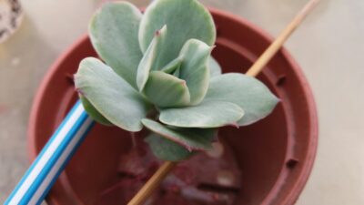 Echeveria "MOKKO" variegata - Зображення 3