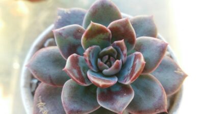 Echeveria "Santa Levis" - Зображення 2