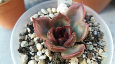 ECHEVERIA "BLACK ROSE"