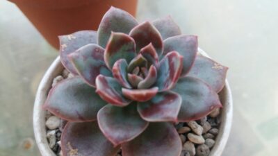 Echeveria "Santa Levis"