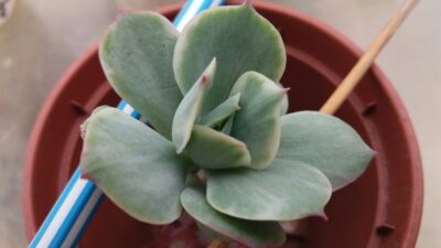Echeveria "MOKKO" variegata