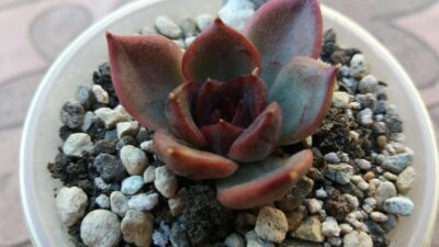 ECHEVERIA "BLACK ROSE" - Зображення 2