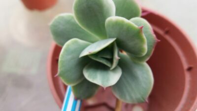 Echeveria "MOKKO" variegata - Зображення 4
