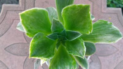 AEONIUM "TAEYANG" - Зображення 2