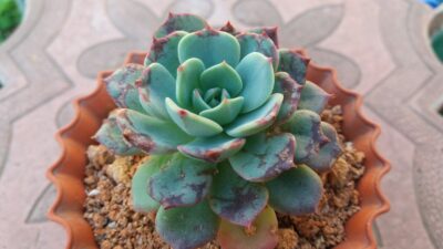 ECHEVERIA "Sitifukumiama' x Moranii" - Зображення 3