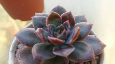 Echeveria "Santa Levis" - Зображення 3