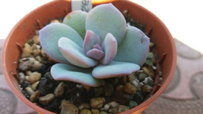 Echeveria "CREAM TEA" - Зображення 2