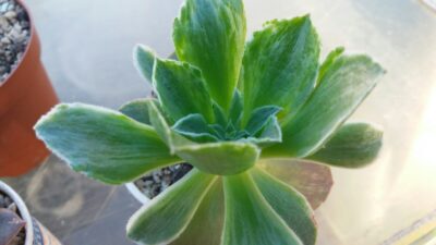 AEONIUM "TAEYANG"