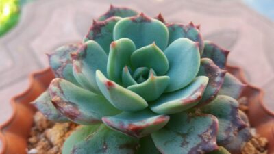 ECHEVERIA "Sitifukumiama' x Moranii"