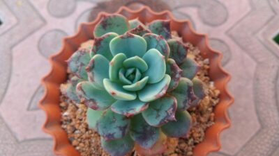 ECHEVERIA "Sitifukumiama' x Moranii" - Зображення 2