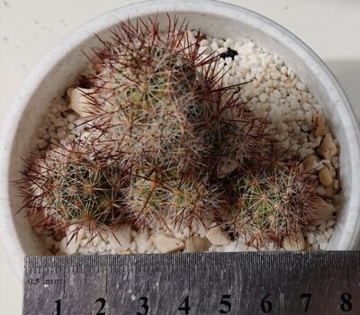 Mammillaria occidentalis - Зображення 2
