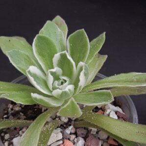 Aeonium ballerina