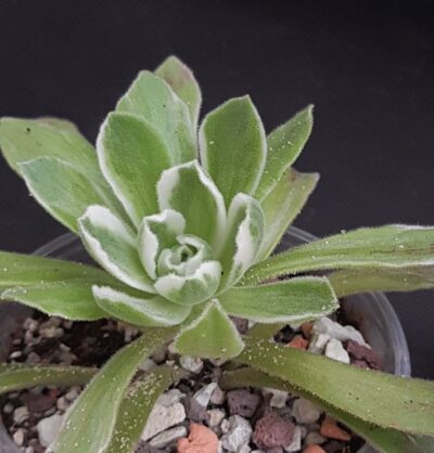 Aeonium ballerina