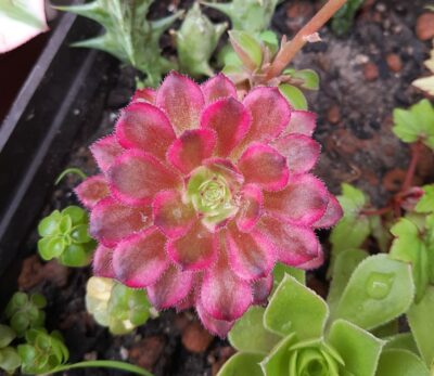 Aeonium 'Mardi Gras'