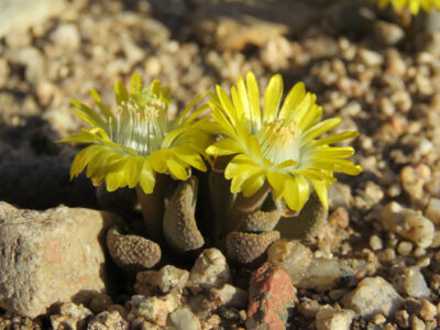 Aloinopsis loganii