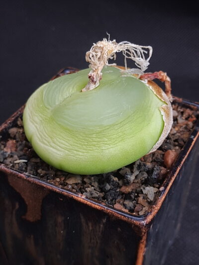 Conophytum ratum семена - Зображення 2