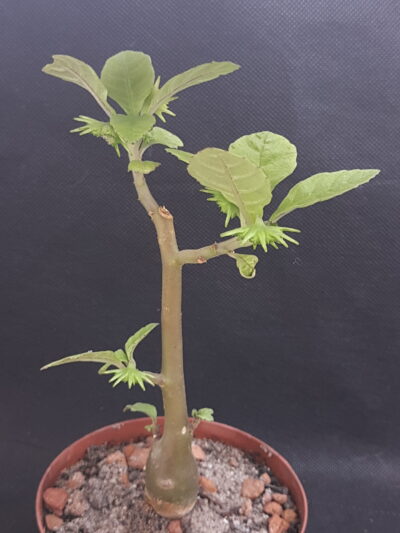 Dorstenia hildelbrantii