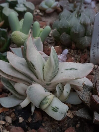 Gasteria obtusa f. variegata